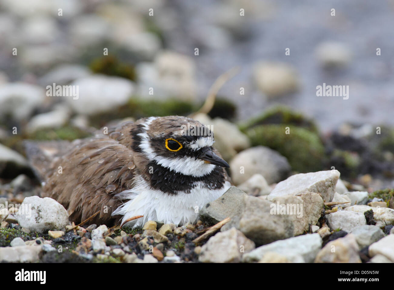 Poco inanellato Plover (Charadrius dubius) seduto sul nido, incubando ed essendo tutto bagnato dopo la pioggia alta. L'Europa, Estonia Foto Stock