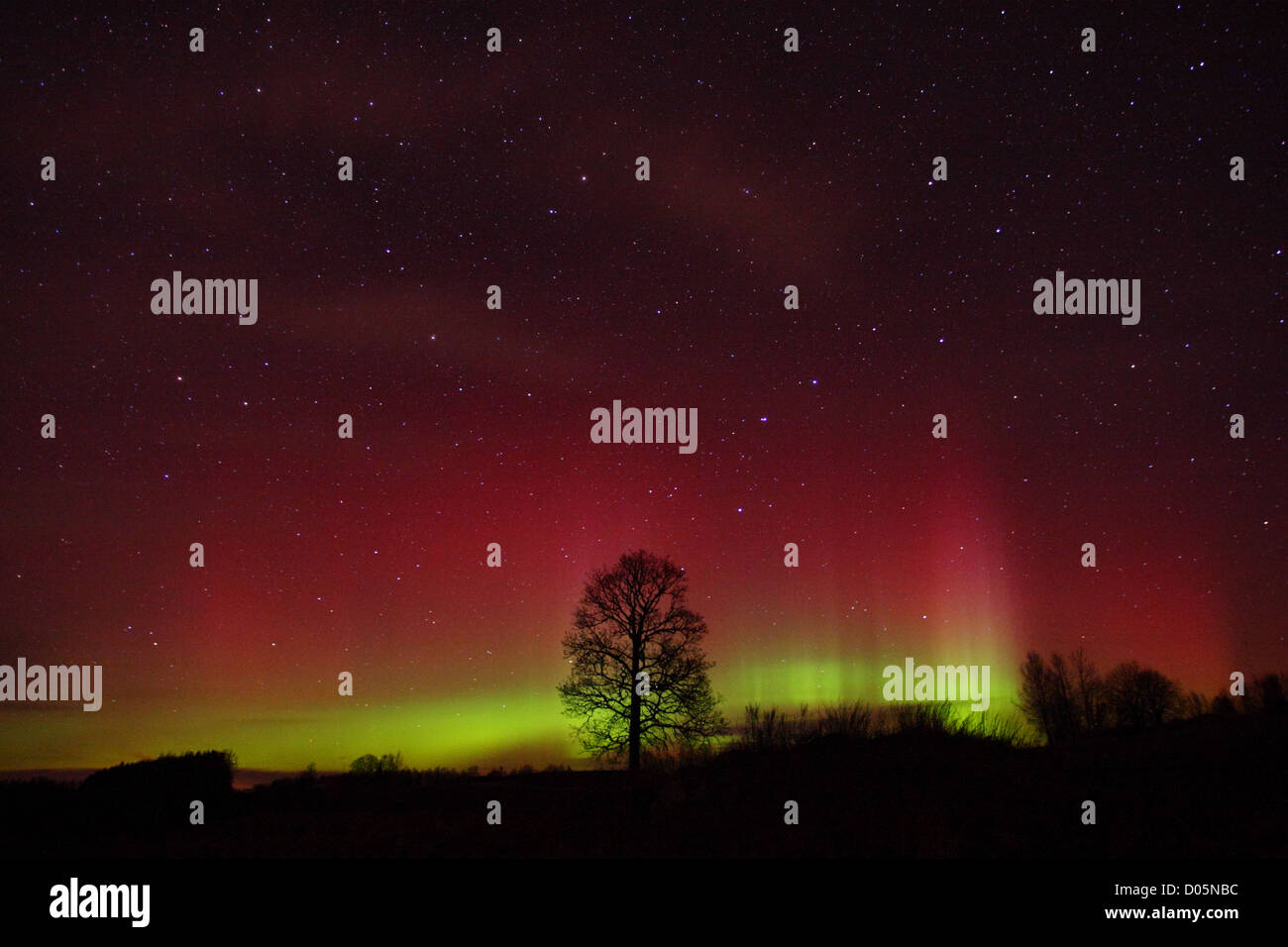 Luci del nord (Aurora Boreale nel cielo. Estonia, Europa, 13.November 2012. Foto Stock