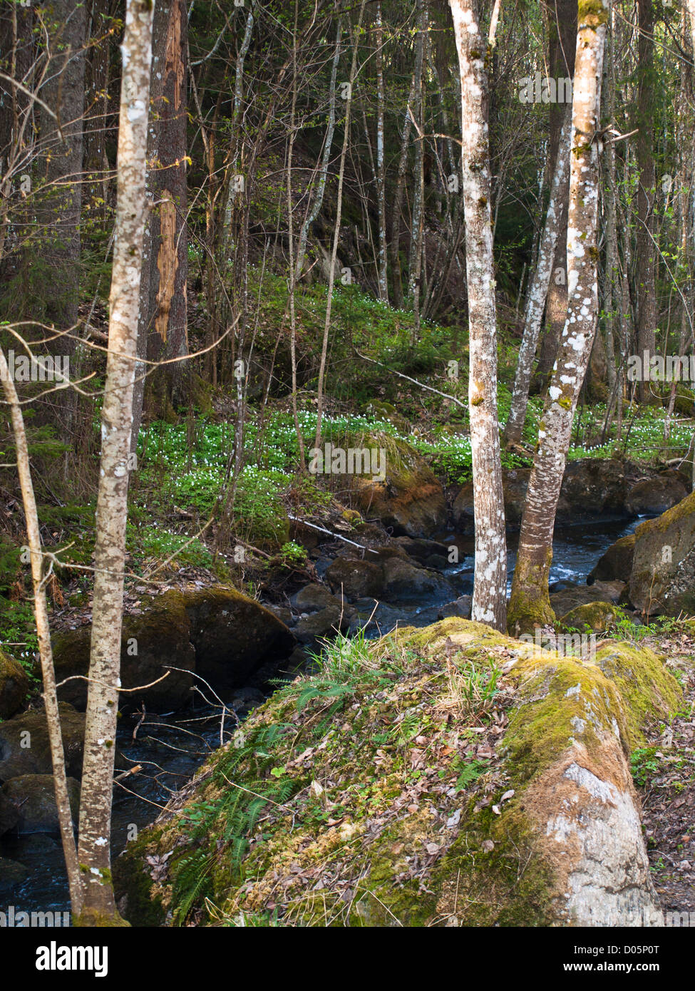 Impressioni primavera nelle foreste di Oslo Norvegia. Foto Stock