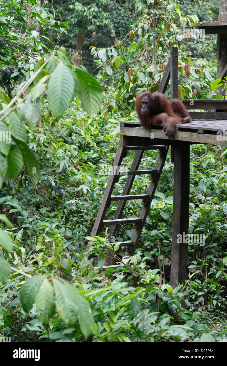 Orangutan maschio a Sepilok Orangutan Centro di riabilitazione, Sandakan, Borneo Foto Stock