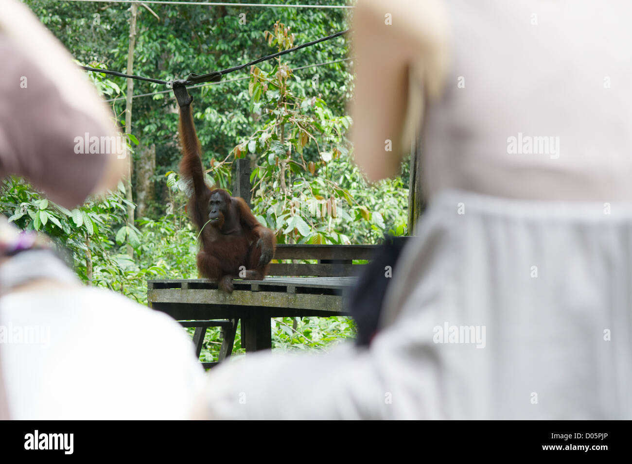 I turisti a guardare Orangutan maschio mangiare fagioli sulla piattaforma di alimentazione, Sepilok Orangutan Centro di riabilitazione, Sandakan, Borneo Foto Stock