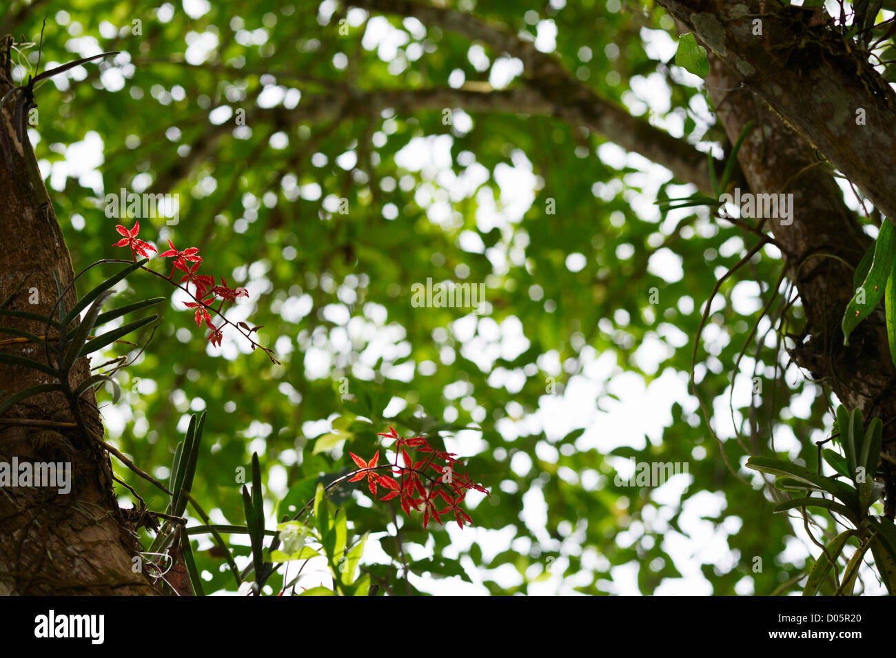 Red orchidee nella struttura ad albero, Sandakan, Borneo Foto Stock