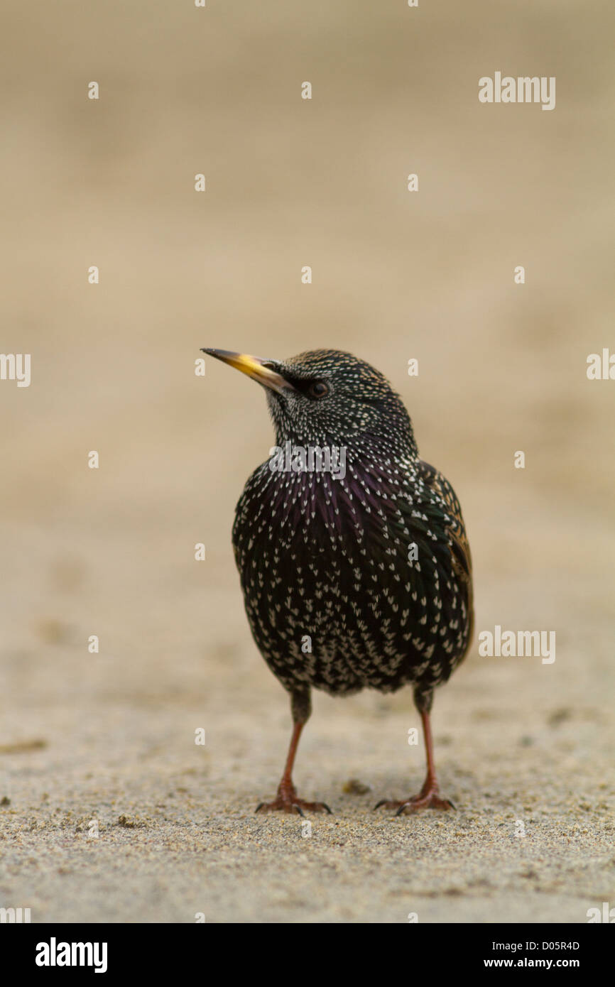 Starling europea Foto Stock