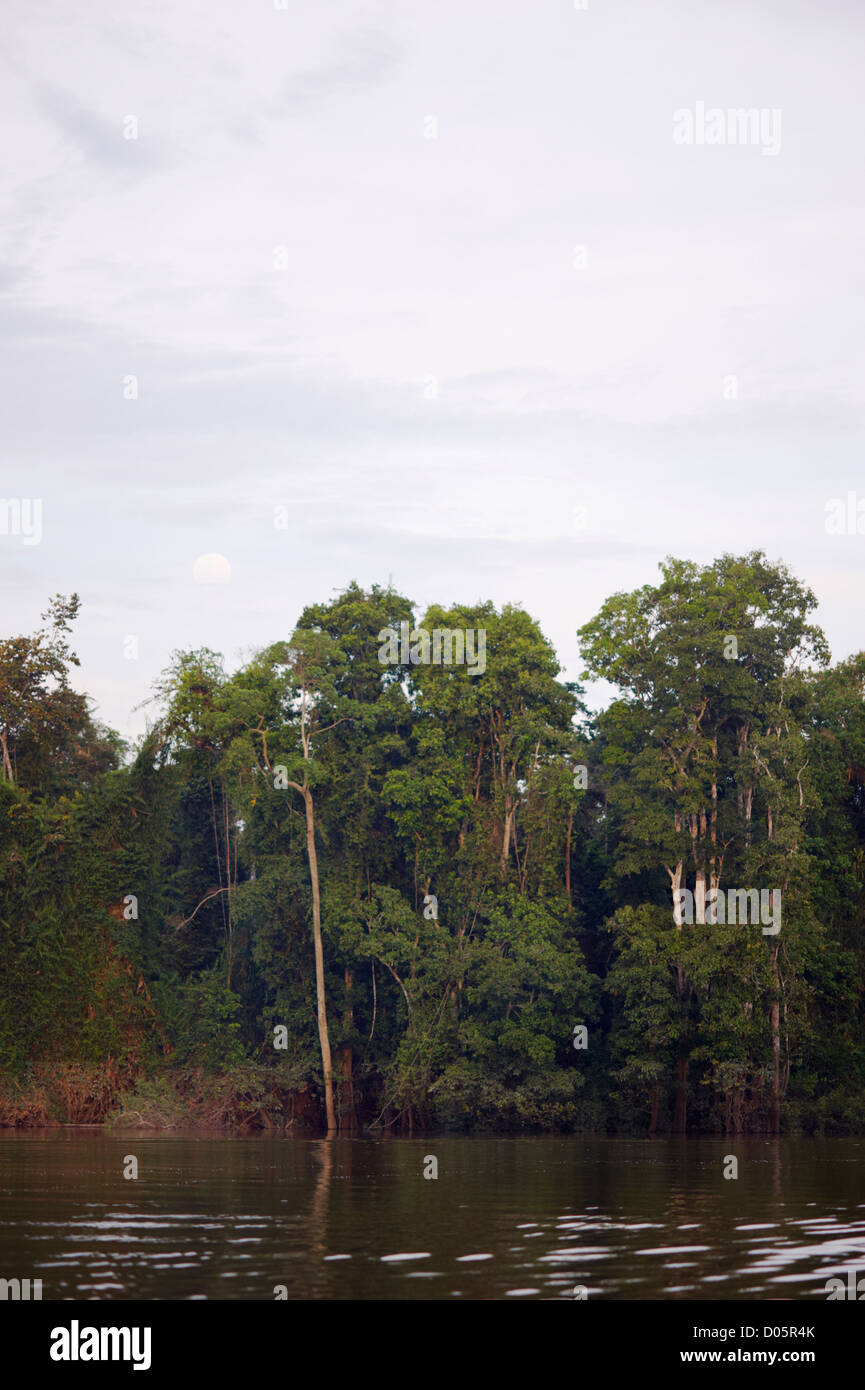 Alberi che crescono nel fiume Kinabatangan, Sabah Borneo Foto Stock