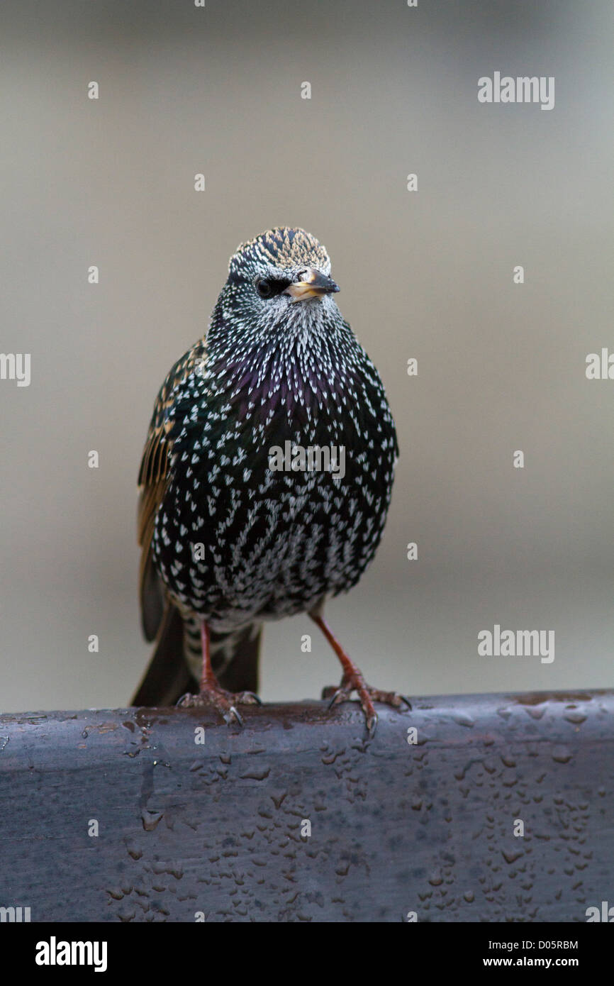 Starling europea Foto Stock