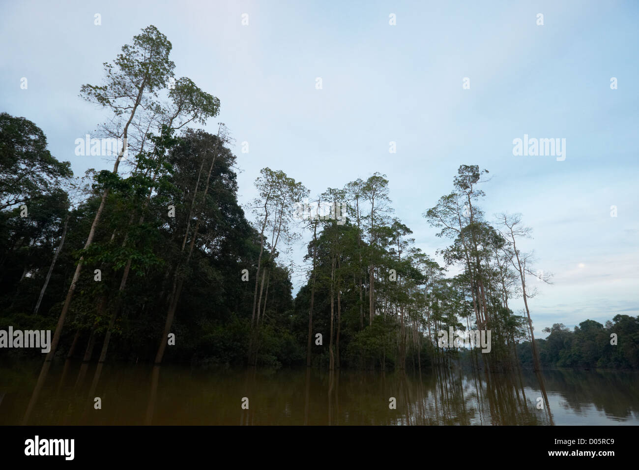 Fiume Kinabatangan, Sabah Borneo Foto Stock