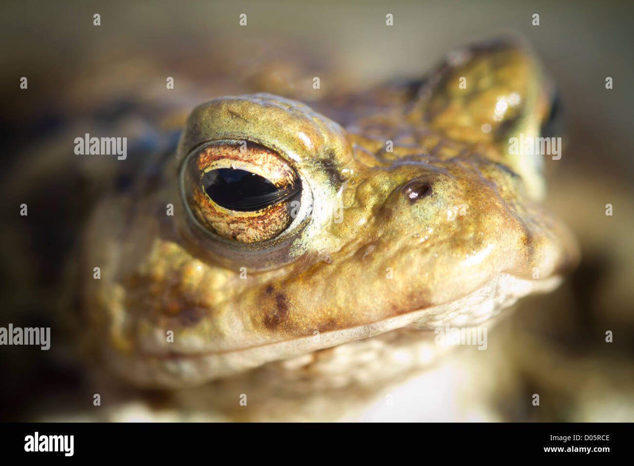 Il rospo comune (Bufo bufo) ritratto closeup Foto Stock