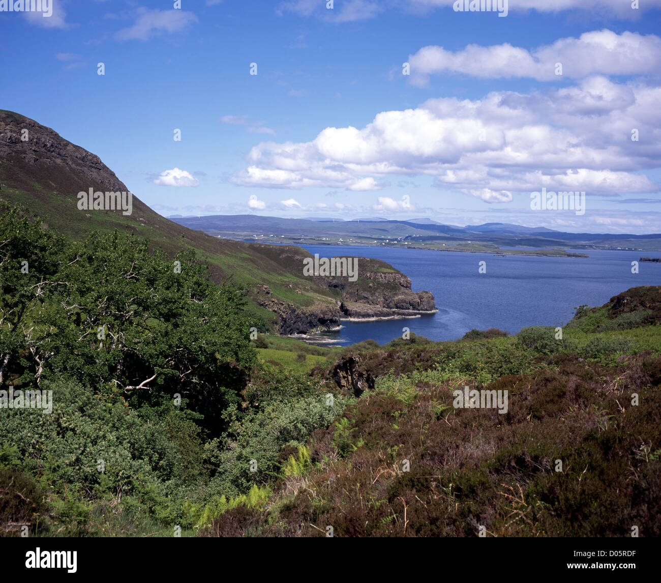 Aspen alberi che fiancheggiano una bruciatura vicino alla baia di Brandarsaig vicino Punto Idrigill Orbost Duirinish Isola di Skye in Scozia Foto Stock