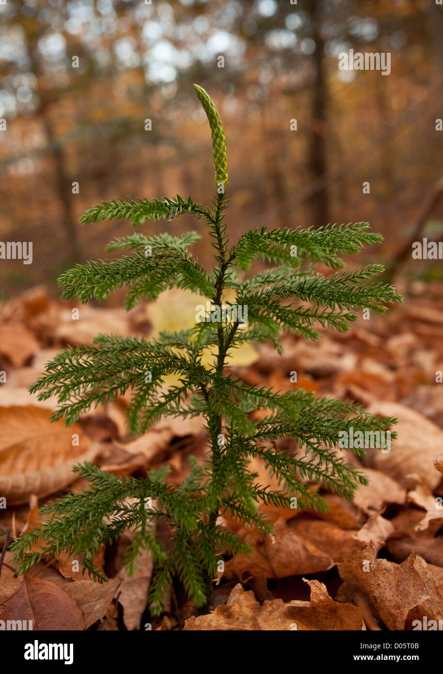 Massa blu cedro, o massa blu, pino Lycopodium tristachyum (Diphasiastrum tristachyum), Montagne Adirondack Foto Stock