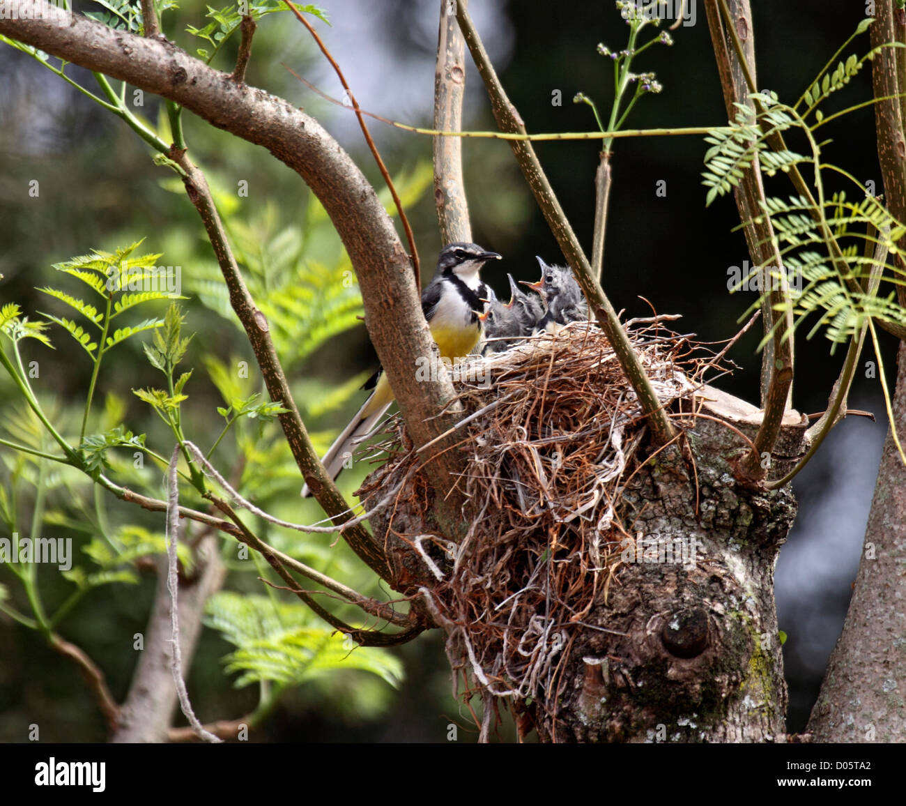 Madagascar wagtail alimentazione dei giovani in un treetop nido in Madagascar Foto Stock