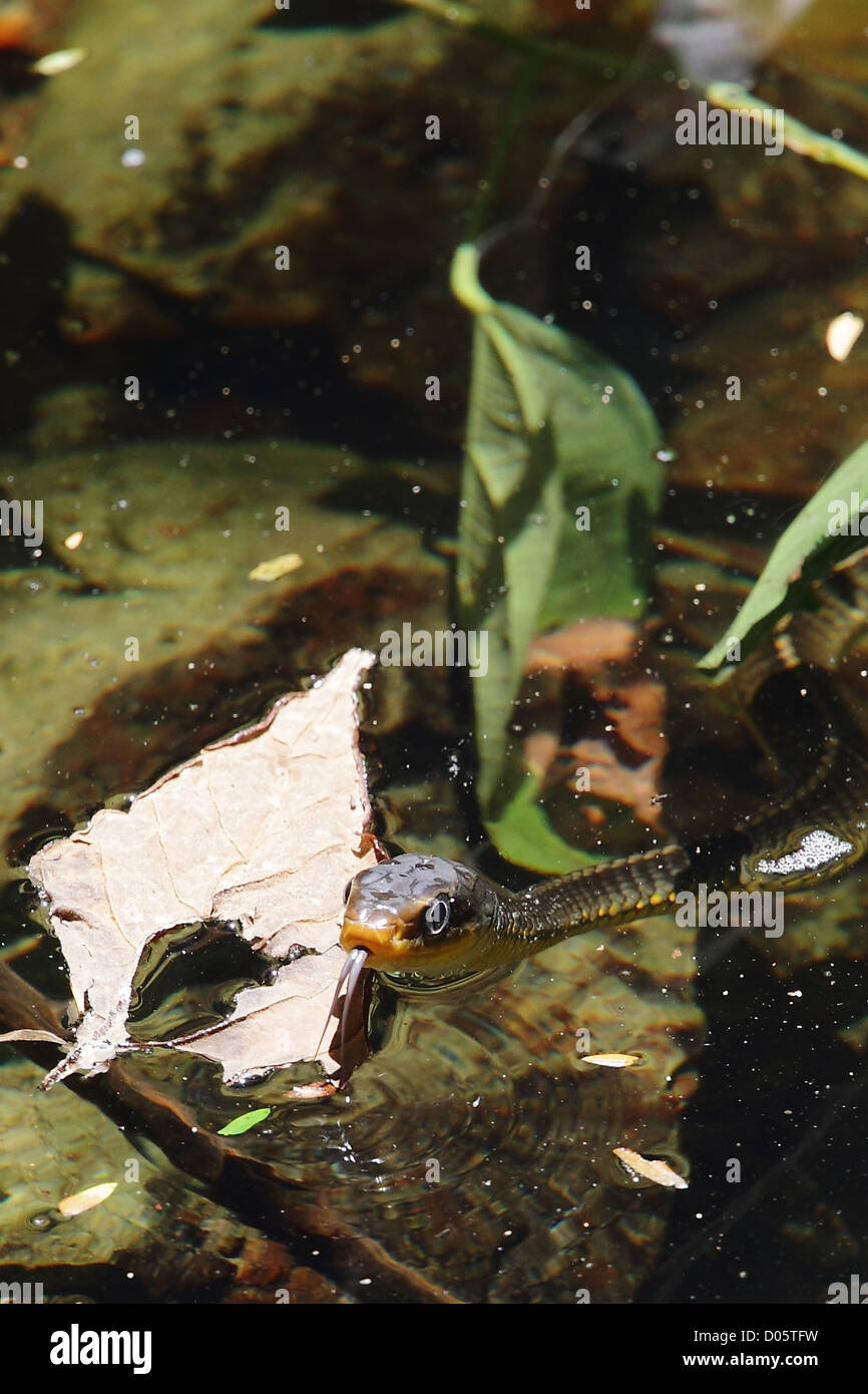 Machete Savane Snake (Chironius carinatus) spostando la sua linguetta mentre scivolare attraverso l'acqua, vicino a Manuel Antonio, Costa Rica. Foto Stock