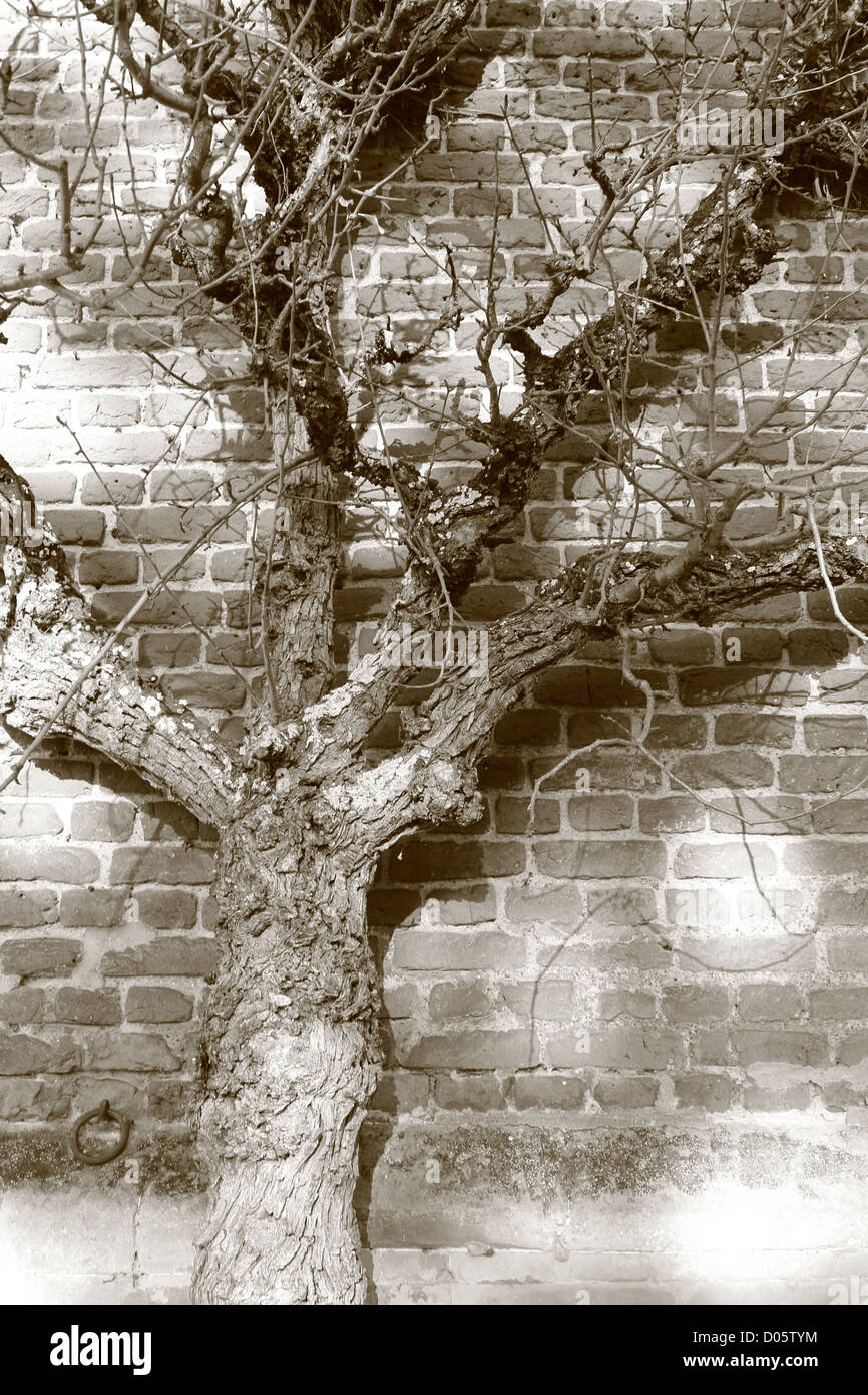 Inverno fino ad albero contro un muro di mattoni in pezzata luce solare Foto Stock