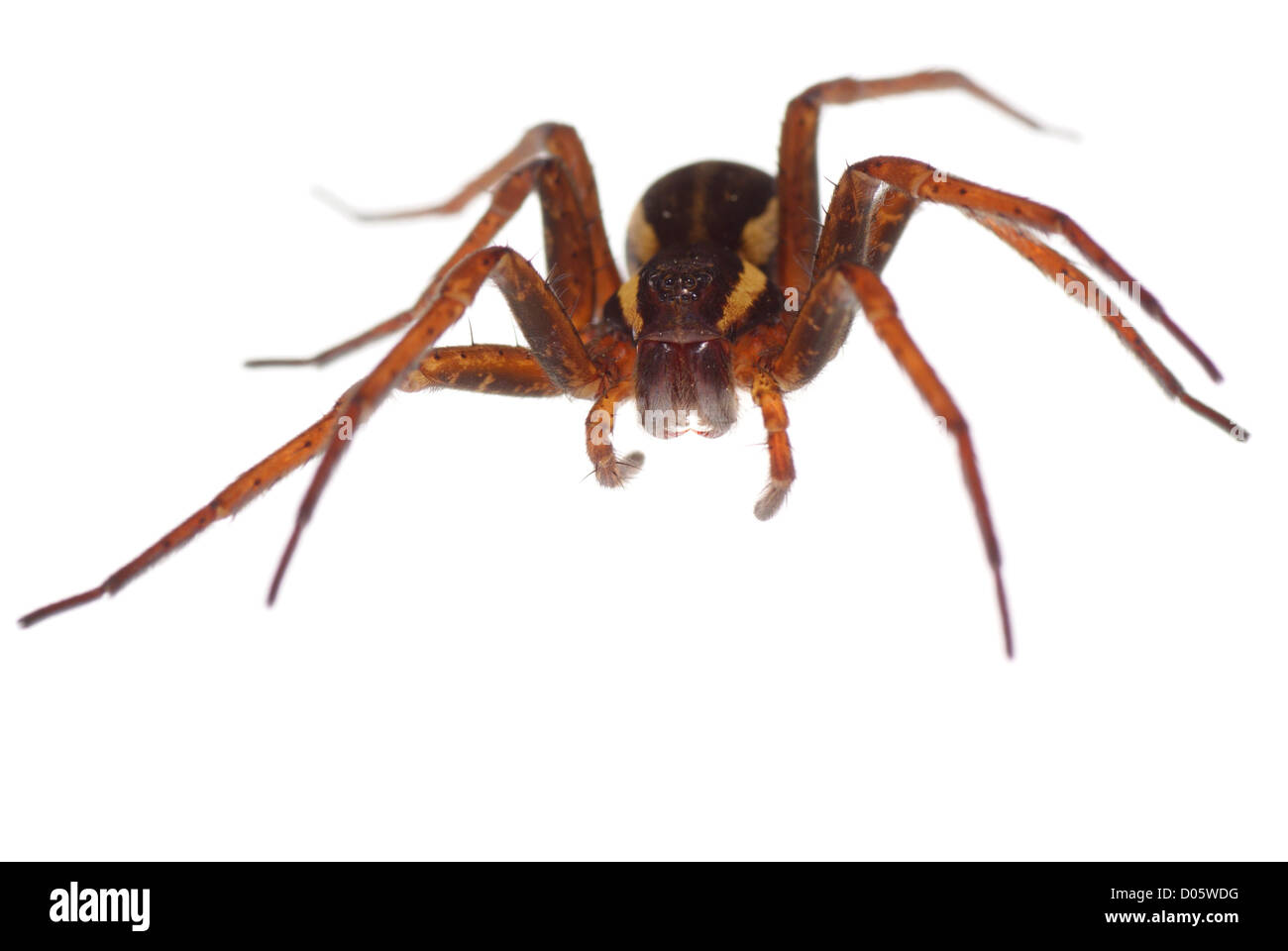 Big brown spider spaventosa su sfondo bianco Foto Stock