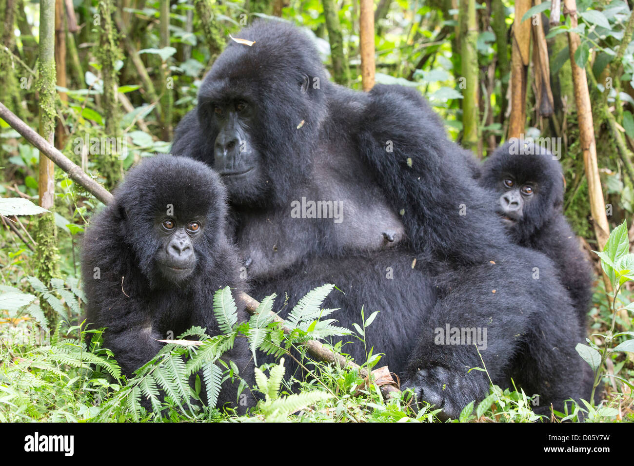 Gorilla di Montagna (Gorilla gorilla beringei) madre con un anno e mezzo di lavoro vecchio twin neonati, Parc National des Volcans, Ruanda Foto Stock