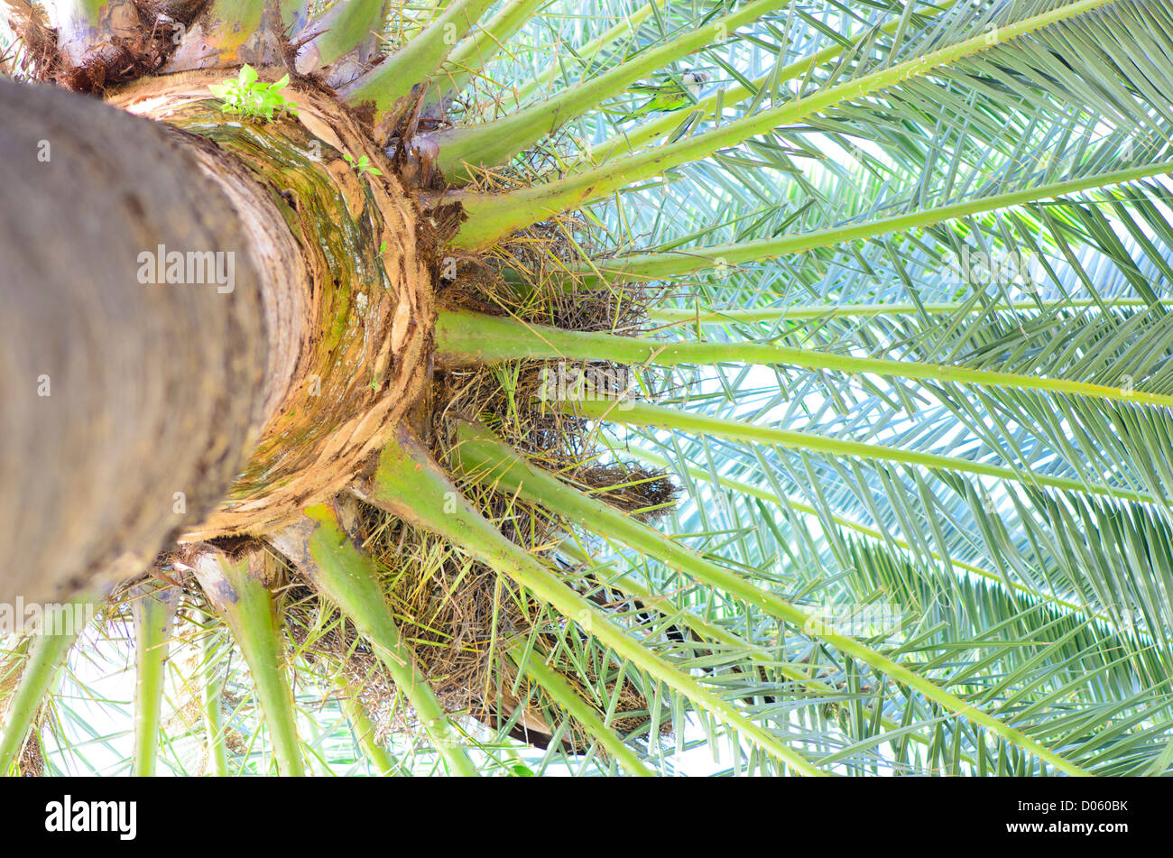 Un albero di palme vista da sotto Foto Stock