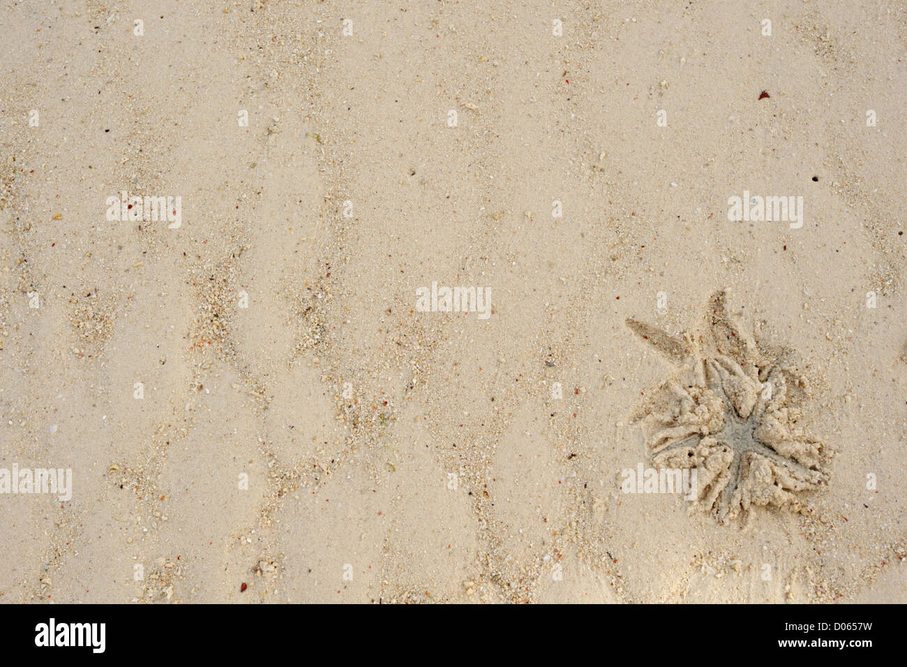 Starfish nella sabbia Foto Stock