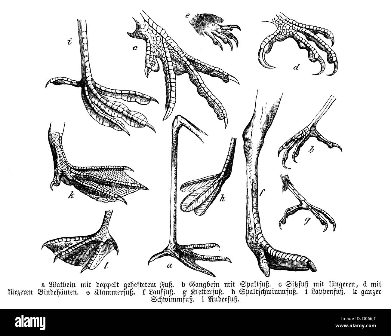 Obbligo o verità piedi Foto e Immagini Stock in Bianco e Nero - Pagina 2 -  Alamy