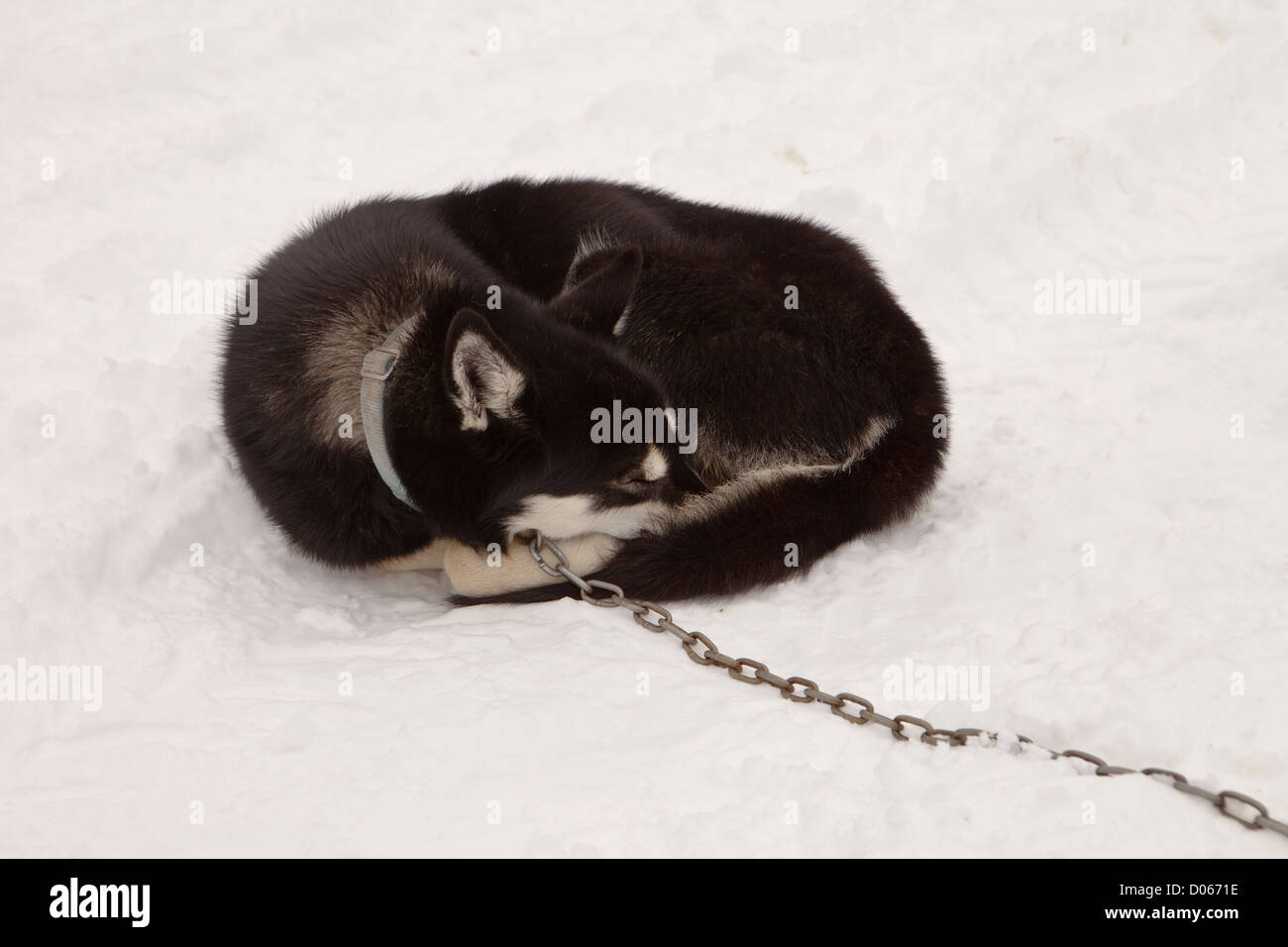 Sleeping Sled Dog con catena Foto Stock