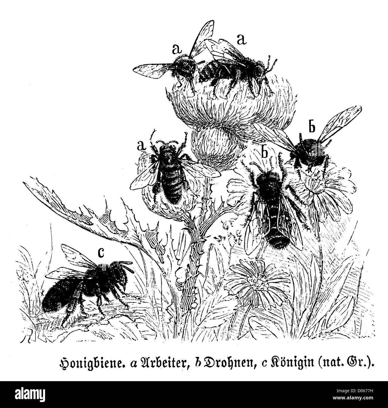 Honey Bee queen, api di lavoratore, fuchi Foto Stock