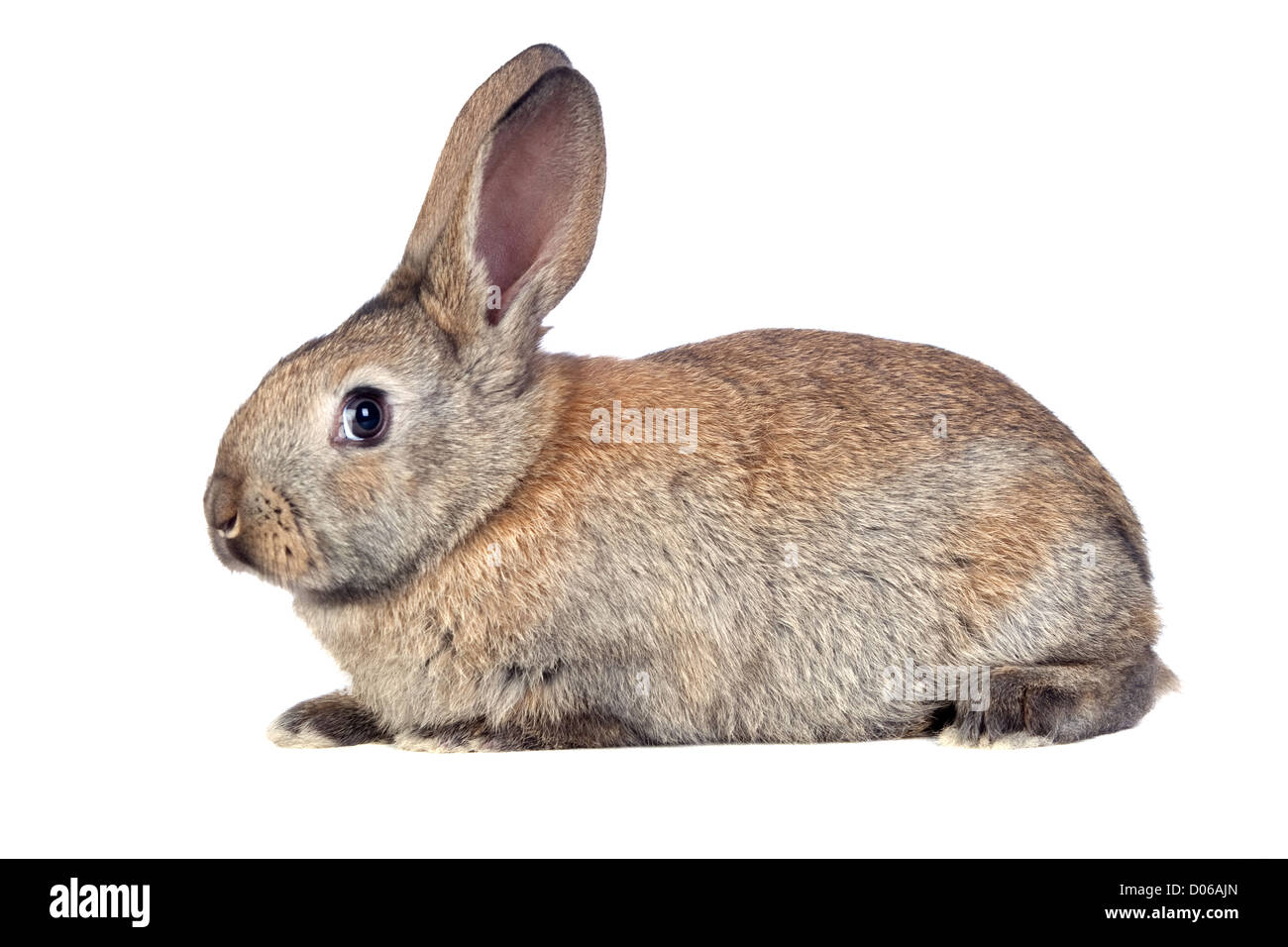 Nice brown bunny isolato sul lato bianco Foto Stock