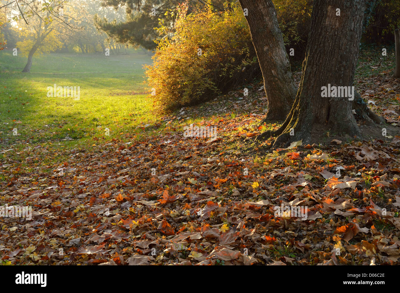 Luce autunnale in parcheggio coperto con l'autunno di foglie di acero Foto Stock