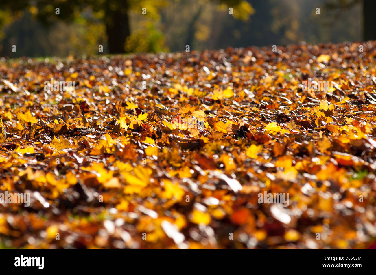 Autunno in Verulamium Park, St Albans, Hertfordshire, Regno Unito. Foto Stock