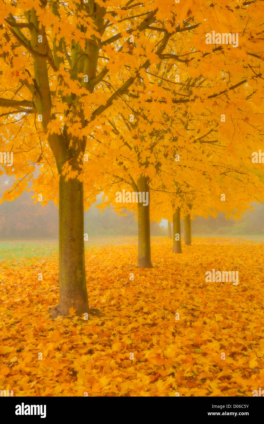 Misty Sicomoro Avenue in autunno di Long Eaton, Nottingham Foto Stock