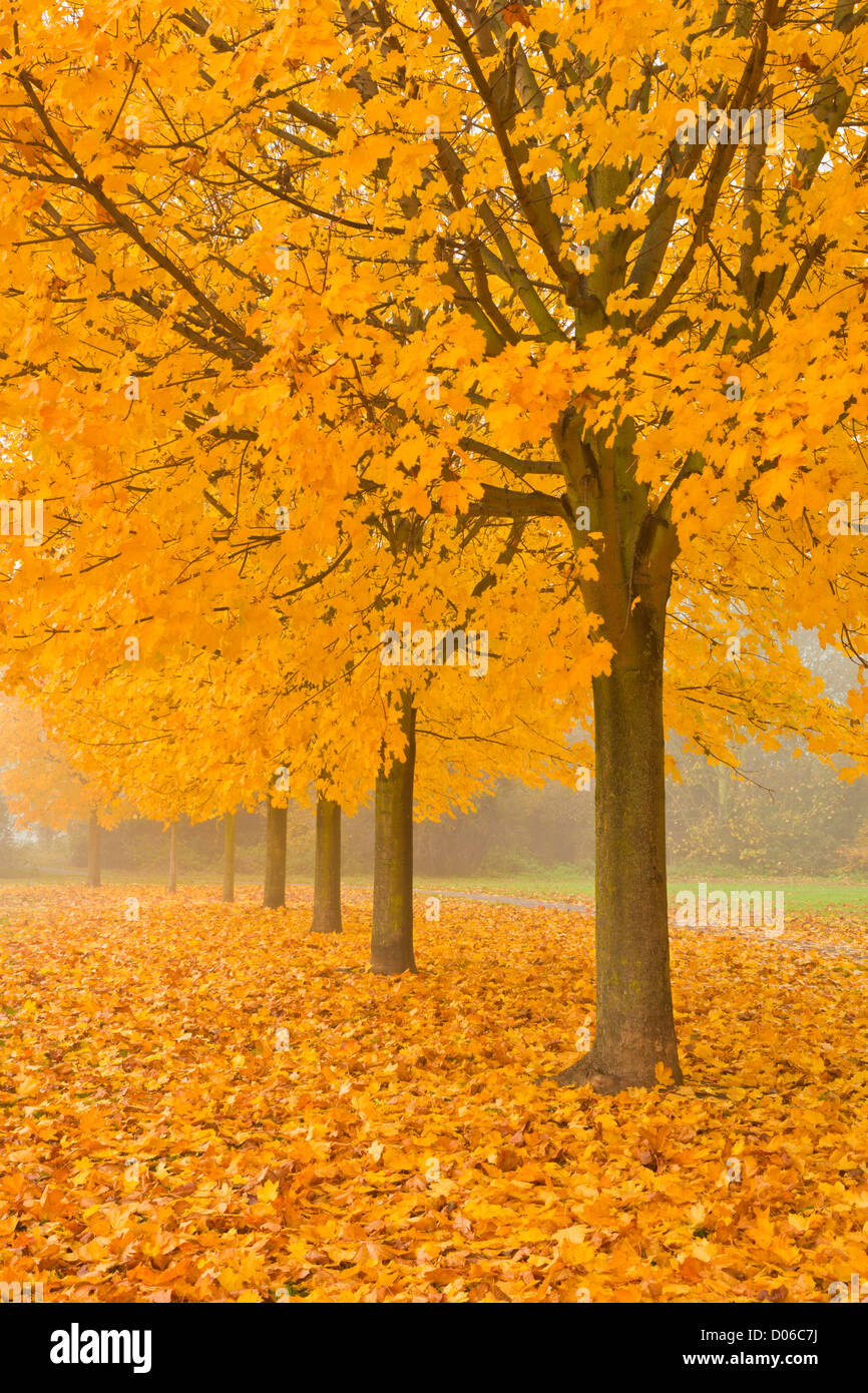 Misty Sicomoro Avenue in autunno di Long Eaton, Nottingham, Inghilterra, GB, Regno Unito e Unione europea Foto Stock