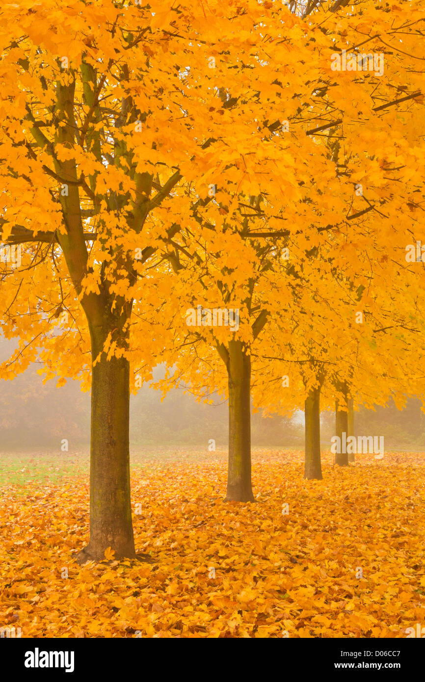 Misty Sicomoro Avenue in autunno di Long Eaton, Nottingham, Inghilterra, GB, Regno Unito e Unione europea Foto Stock