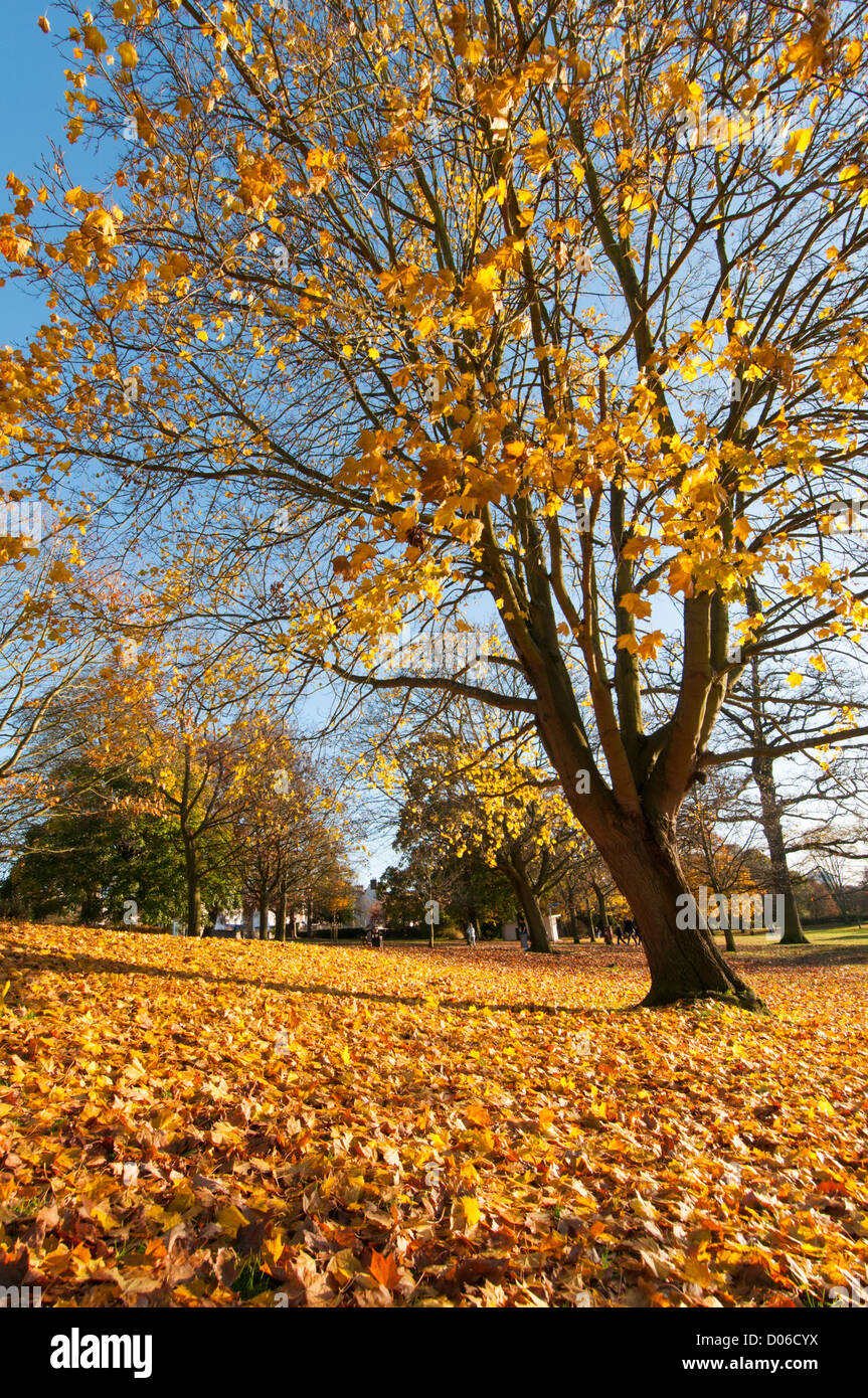 Autunno in scena Gadebridge Park, Hemel Hempstead, Hertfordshire, Regno Unito. Foto Stock