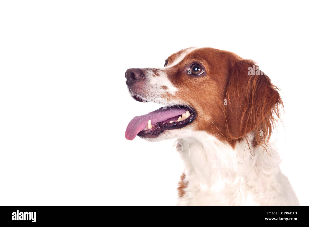 Bel cane da caccia isolati su sfondo bianco Foto Stock