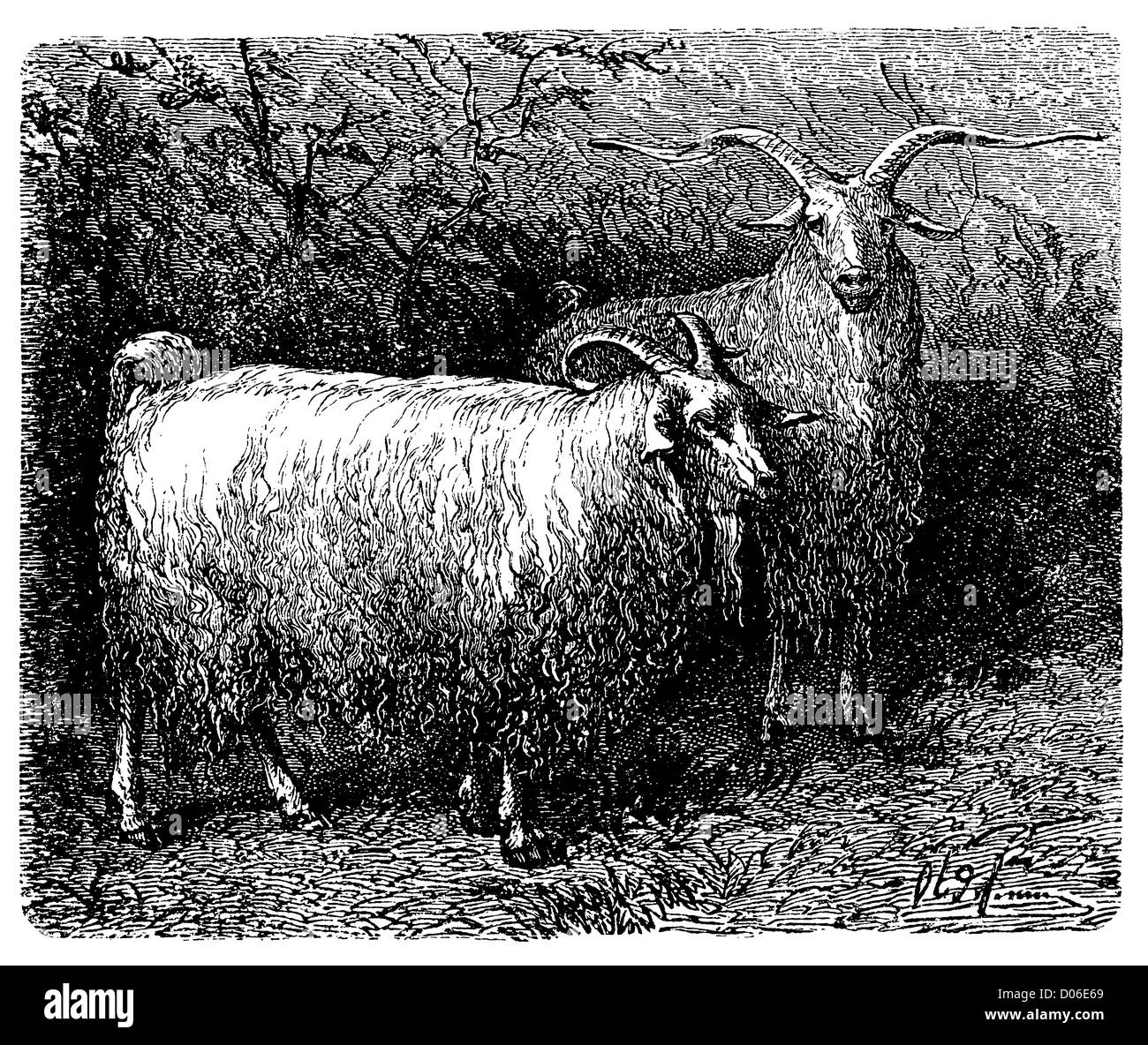 Capre d'angora Foto Stock