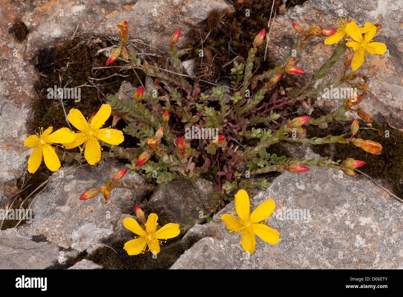 Un Erba di San Giovanni, Hypericum rumeliacum apollonis ssp, sul calcare, il Parnaso, Grecia Foto Stock