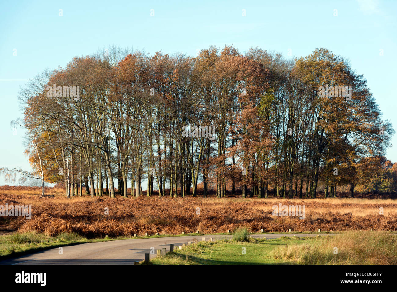 Distante intrico di alberi in inverno Richmond Royal Park South West London, SURREY REGNO UNITO Foto Stock