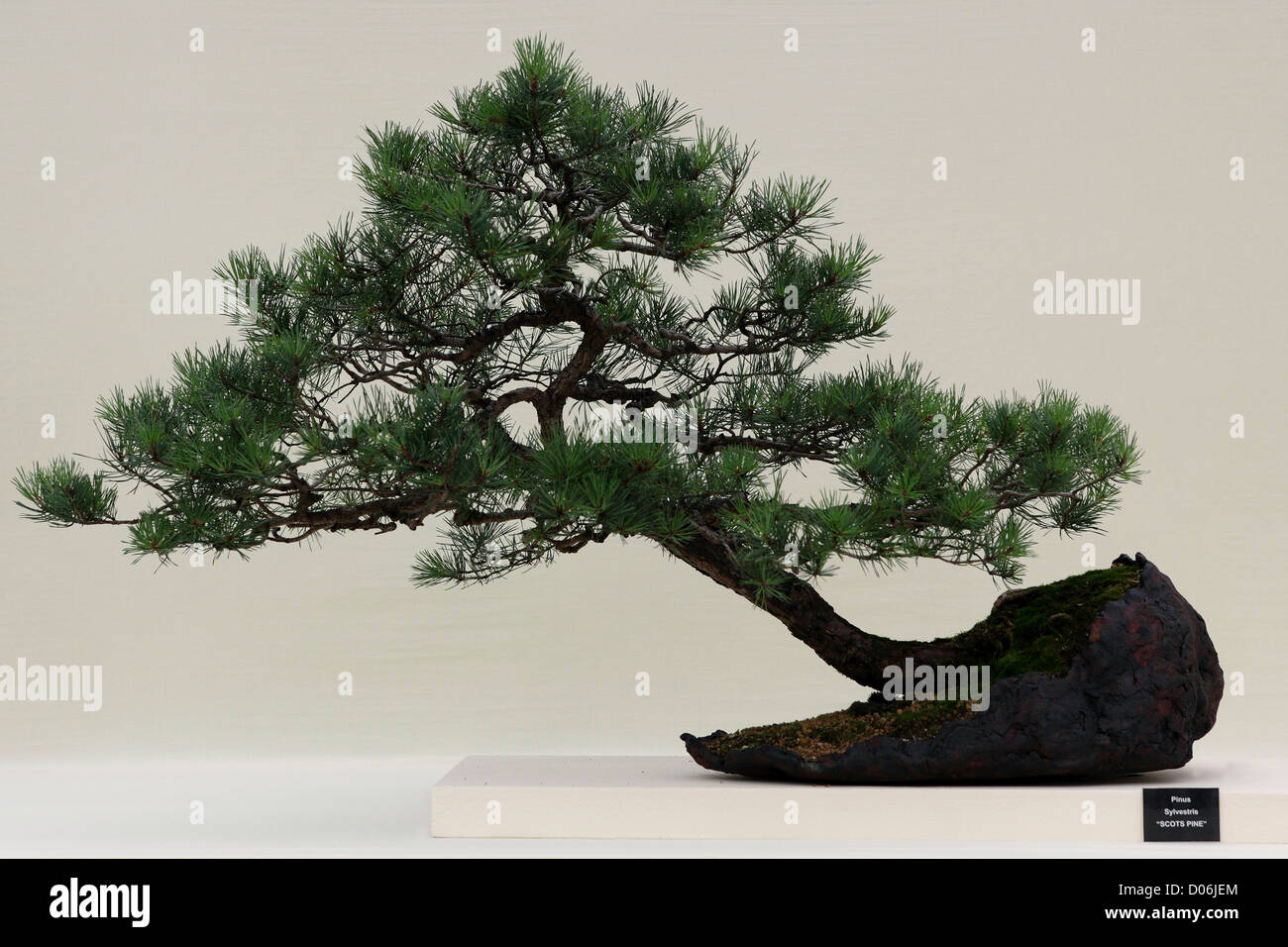 Delicato di pino silvestre Bonsai Tree (Pinus sylvestris) impostata su uno sfondo luminoso. Foto Stock