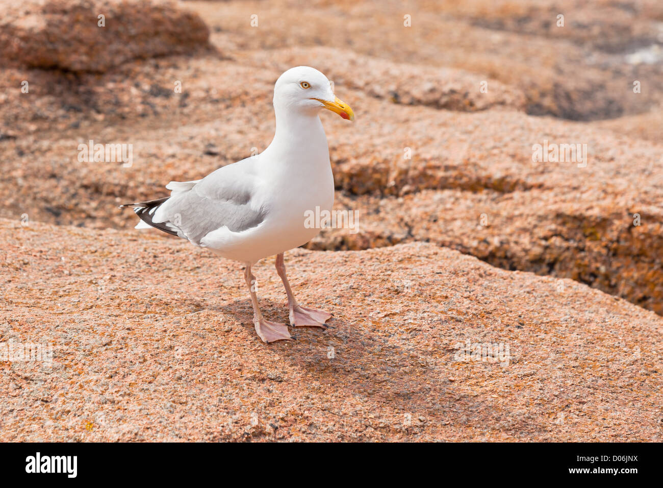 White seagull sulla grande pietra di granito vicino al mare Foto Stock