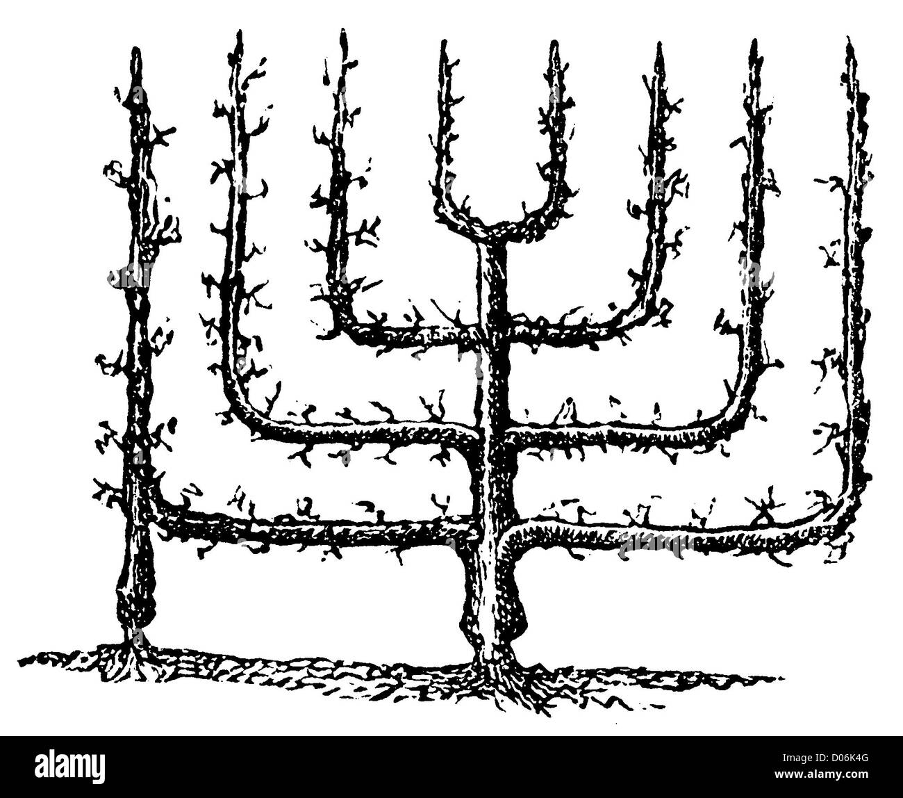 Corpo a pera Foto Stock