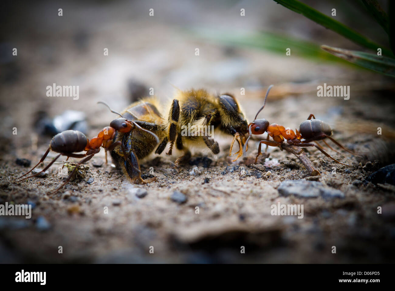 Legno formiche trascinando un punto morto bee al di sopra del pavimento del bosco. Foto Stock