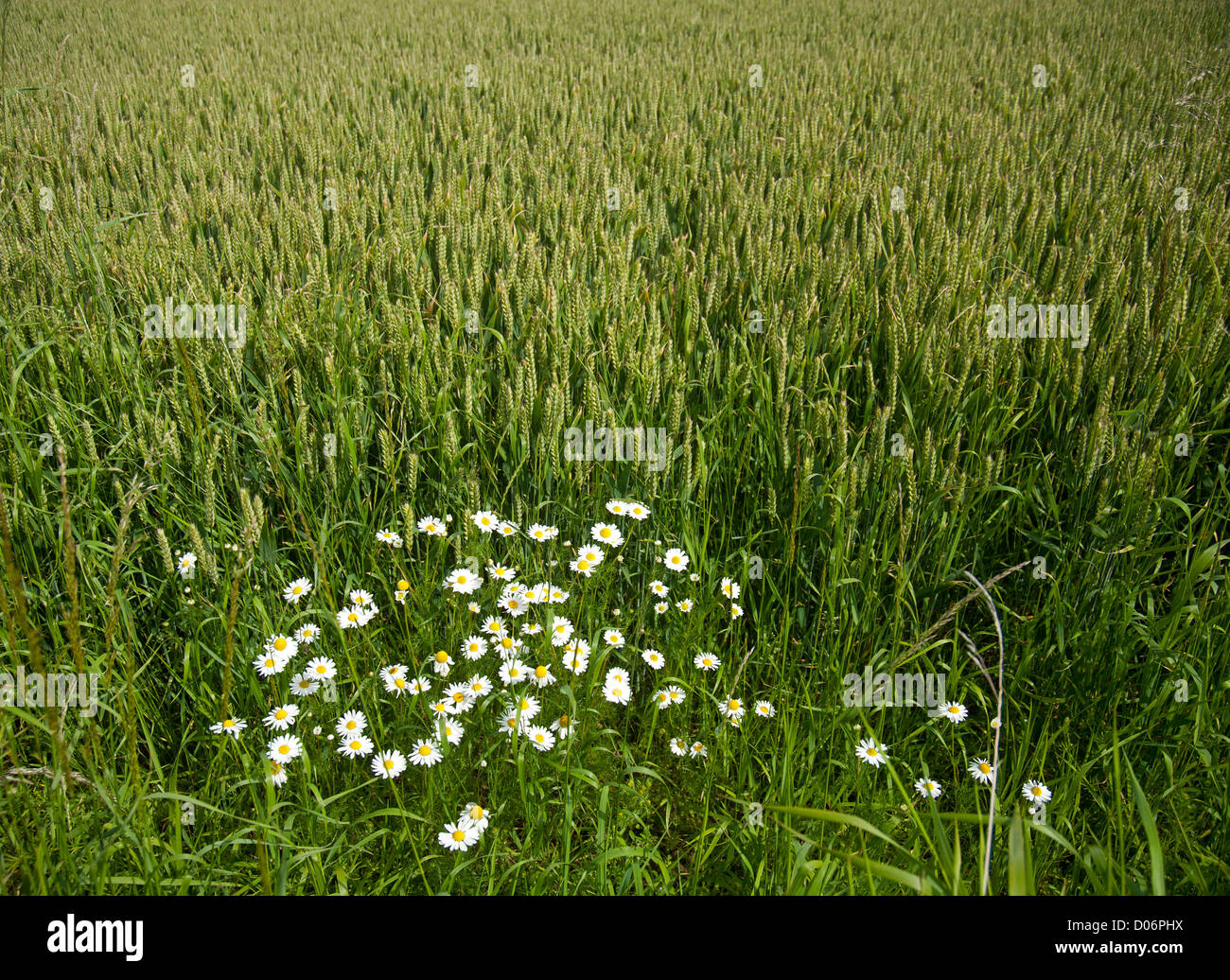Campo di grano e occhio di bue daisys Moray Scozia. SCO 8445 Foto Stock