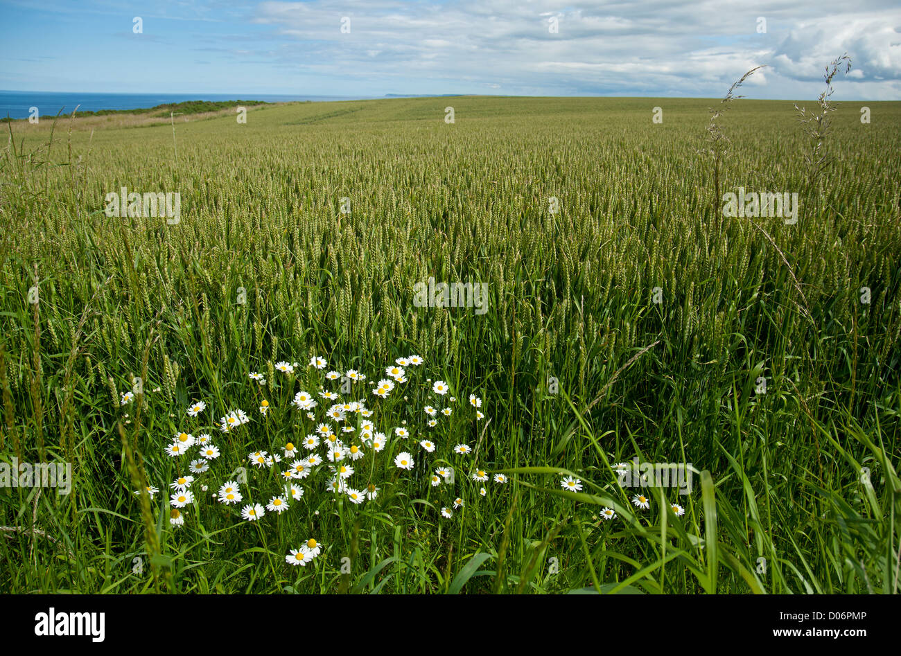 Campo di grano e occhio di bue daisys Moray Scozia. SCO 8446. Foto Stock