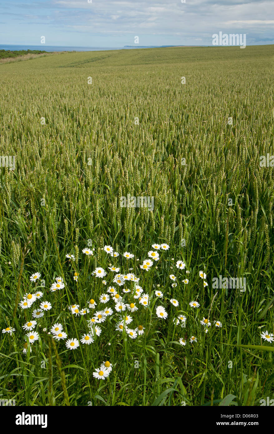 Campo di grano e occhio di bue daisys Moray Scozia. SCO 8447 Foto Stock