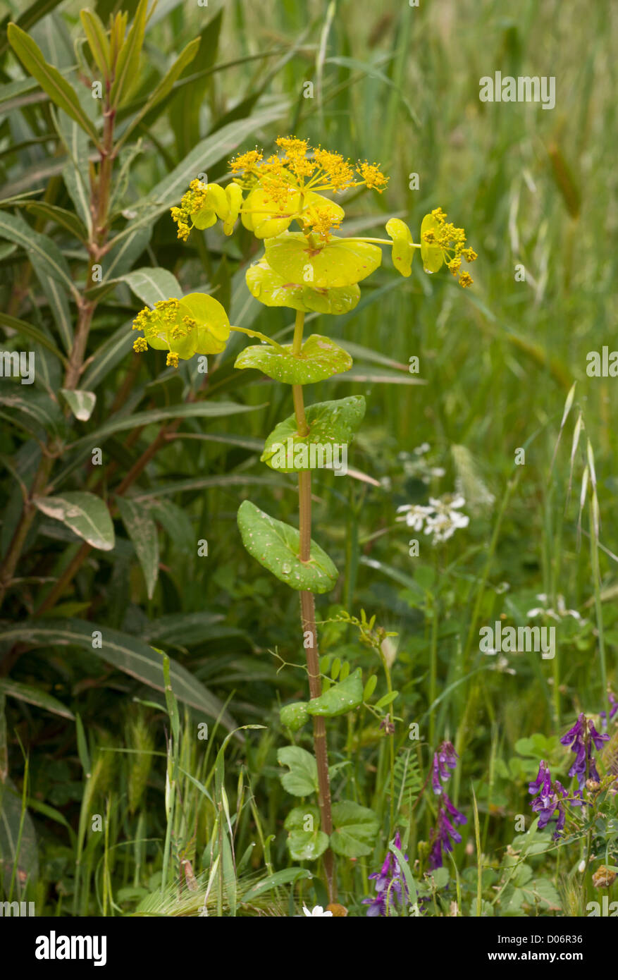 Smyrnium perfoliatum perfoliatum ssp, Grecia Foto Stock