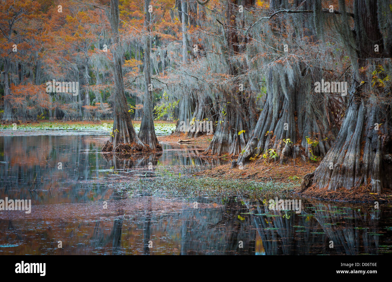 I cipressi Caddo Lake State Park, Texas Foto Stock
