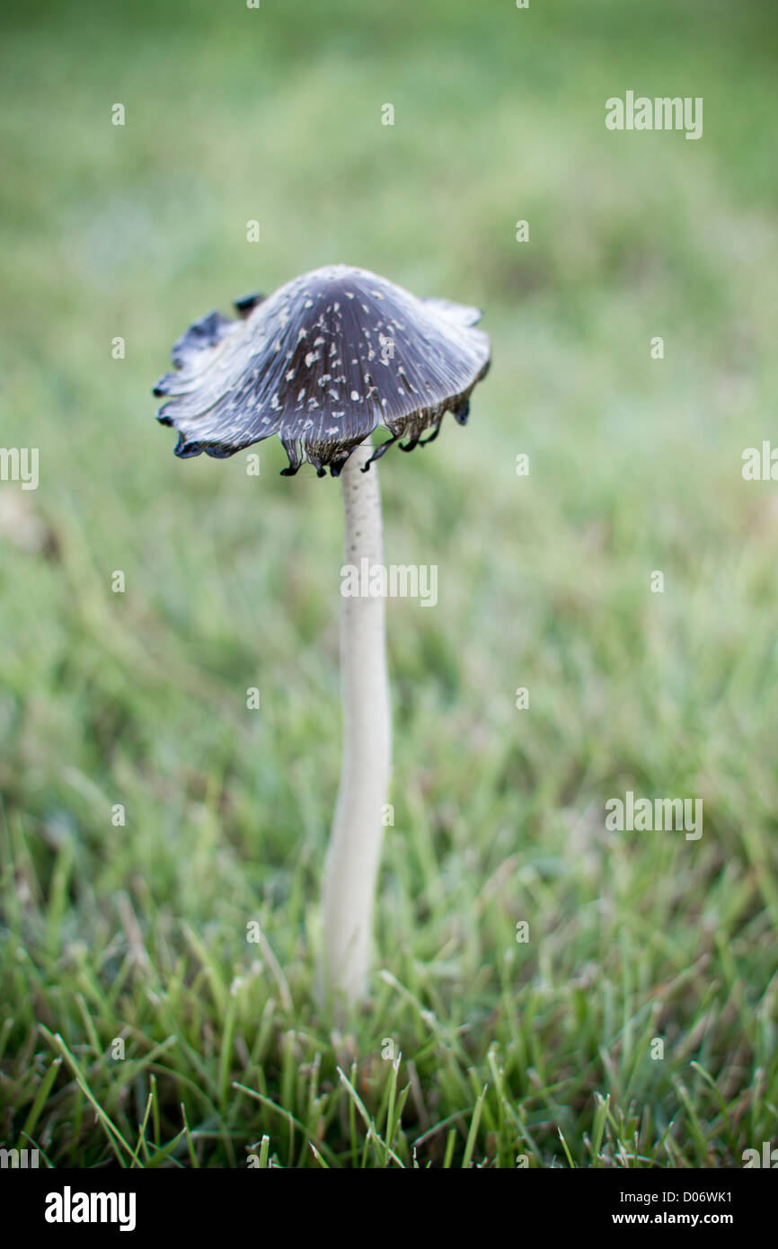 Close up toadstool in erba. Foto Stock