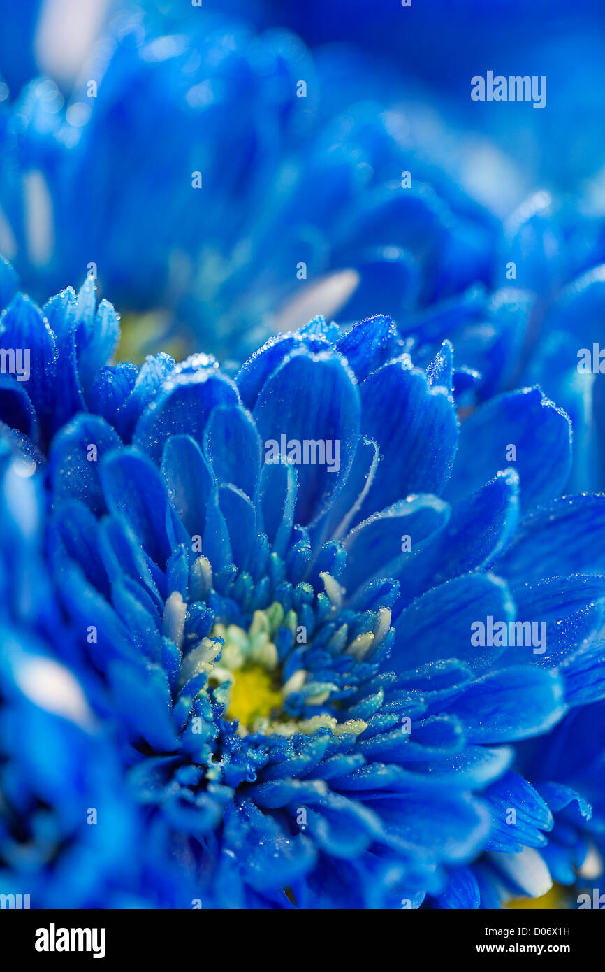 Fiori di colore blu Foto Stock