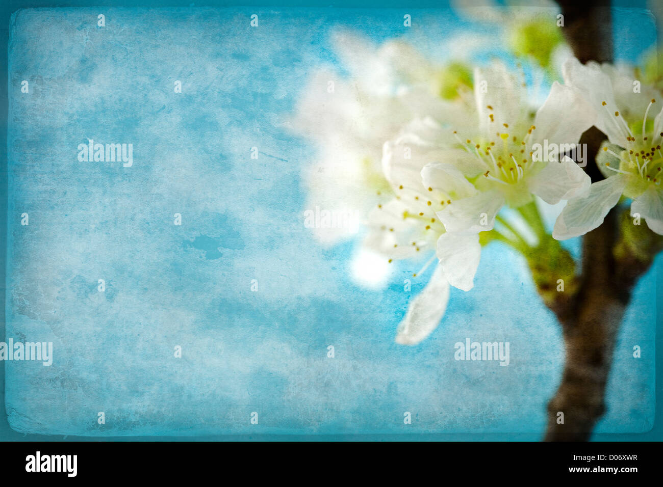 fiori della ciliegia Foto Stock