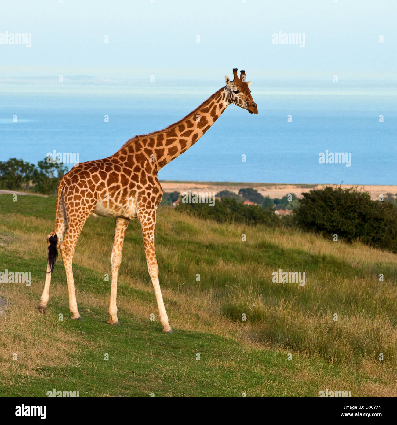 Giraffa Rothschild giraffa camelopardalis rothschildi vista dal lato. Close up Foto Stock