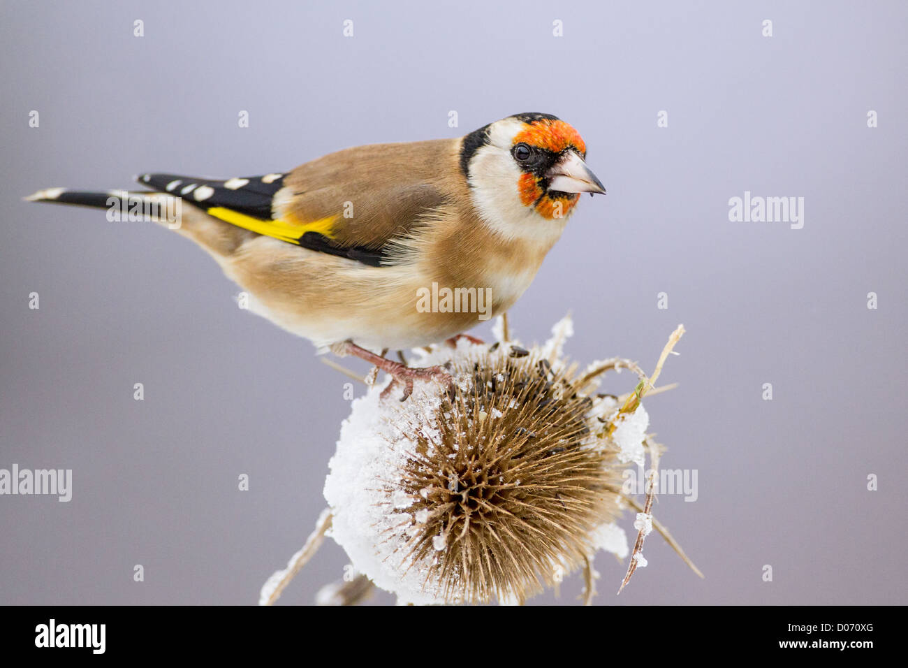 Cardellino europeo (Carduelis Carduelis) appollaiate su una coperta di neve (teasel Dipsacus fullonium) Foto Stock
