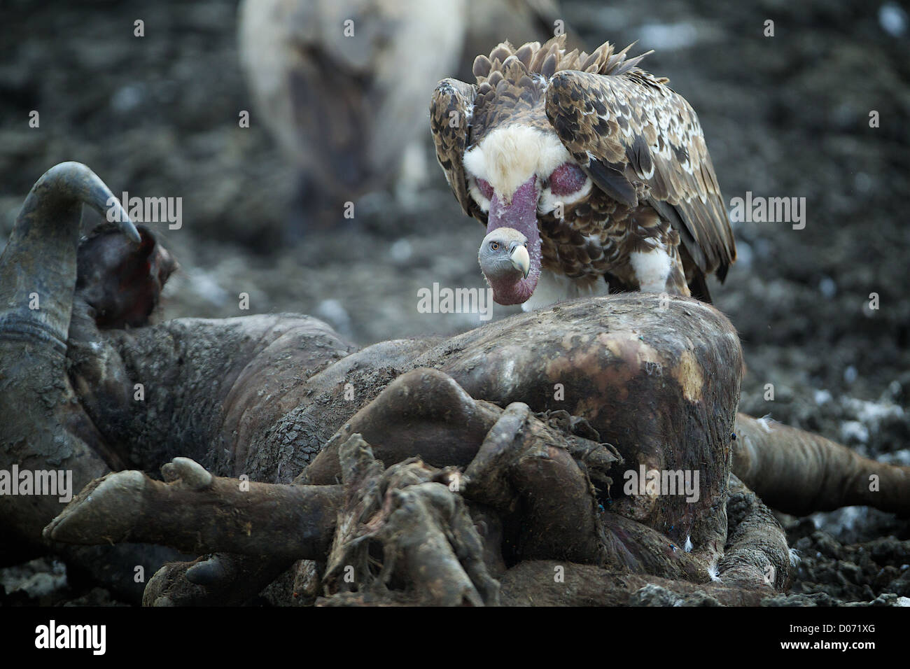 Vulture e carcassa Mikumi National Park . Sud della Tanzania. Africa Foto Stock