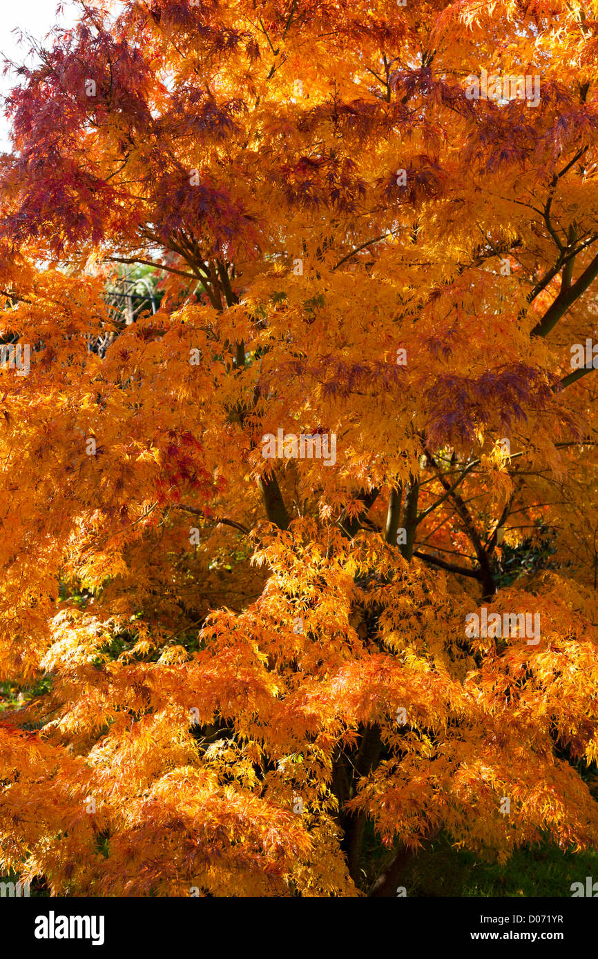 Acer Palmatum Seiryu dissectum in autunno si colora di arancio / rosso Foto Stock